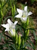 Gentiana pneumonanthe 'alba'