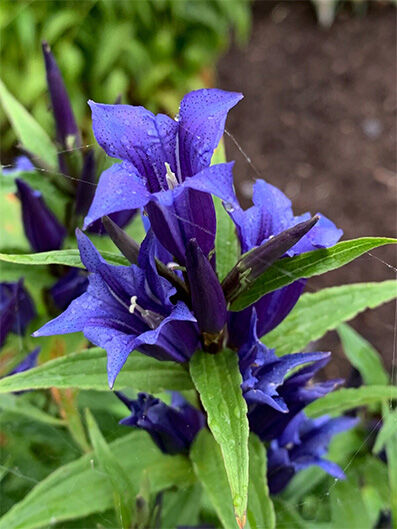 Gentiana asclepiadea