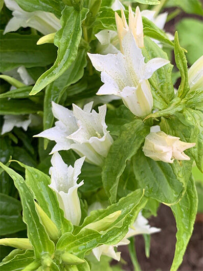 Gentiana asclepiadea 'alba'