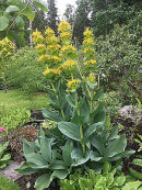Gentiana lutea
