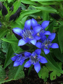 Gentiana sp