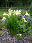 Roscoea cautleyoides, Gul bergingefära