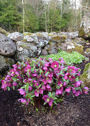 Helleborus x hybridus, Hello Red