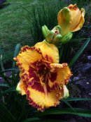 Hemerocallis sp