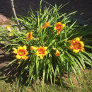 Hemerocallis, daglilja, Fooled Me