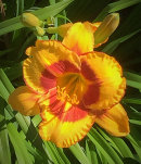 Hemerocallis, daglilja, Fooled Me