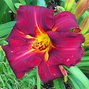 Hemerocllis, daglilja 'Ed Murray'