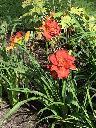 Hemerocllis, daglilja