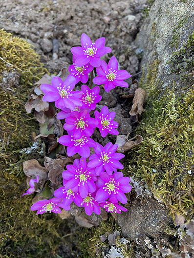 Hepatica nobilis ‘Rubra'