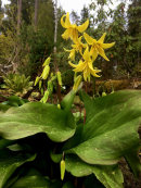 Erythronium  'Pagoda'