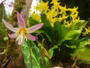Erythroniums dens-canis