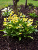 Erythroniums