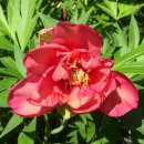 Paeonia ITOH, 'Hillary'