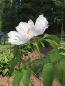 Paeonia, White wings