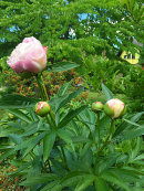 Luktpionen, Paeonia lactiflora