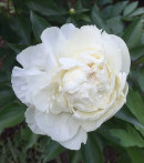 Luktpionen, Paeonia lactiflora
