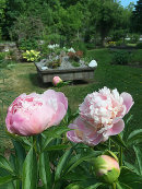 Luktpionen, Paeonia lactiflora