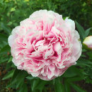 Doftpion Sarah Berhardt