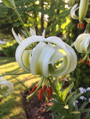Lilium martagon 'album'