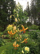 Lilium martagon, Orange marmalade