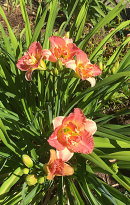 Hemerocllis, daglilja