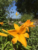 Hemerocllis, daglilja