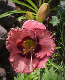 Hemerocllis, daglilja