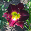 Hemerocllis, daglilja