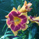 Hemerocllis, daglilja