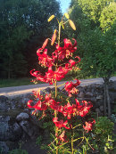 Lilium Martagon