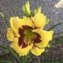 Hemerocllis, daglilja