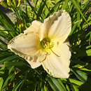 Hemerocllis, daglilja