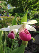 Cypripedium reginae