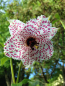 Nomocharis pardanthina (syn. Nomocharis mairei)