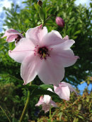 Nomocharis meleagrina