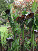 Arisaema 'dragonhead' CC-collektion