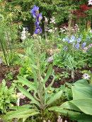 Meconopsis sp, Chadwell collection