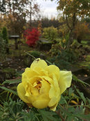 Paeonia 'High Noon' (Saunders Hybrid Tree Peony)