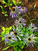 CC Aster diplostephioides