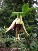 Lilium nepalense