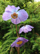 Meconopsis sp, Chadwell collection