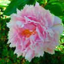 Wonderful Paeonia
