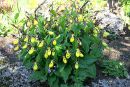 Cypripedium calceolus