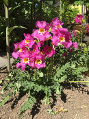 Incarvillea delavayi