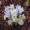 Iris Katharine Hodgkin