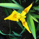 Iris pseudacorus