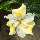 Iris sibirica ‘Butter and Sugar’