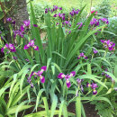 Iris sibirica, Currier