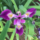 Iris sibirica, Currier