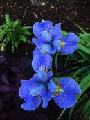 Iris sibirica 'Imperial Velvet'